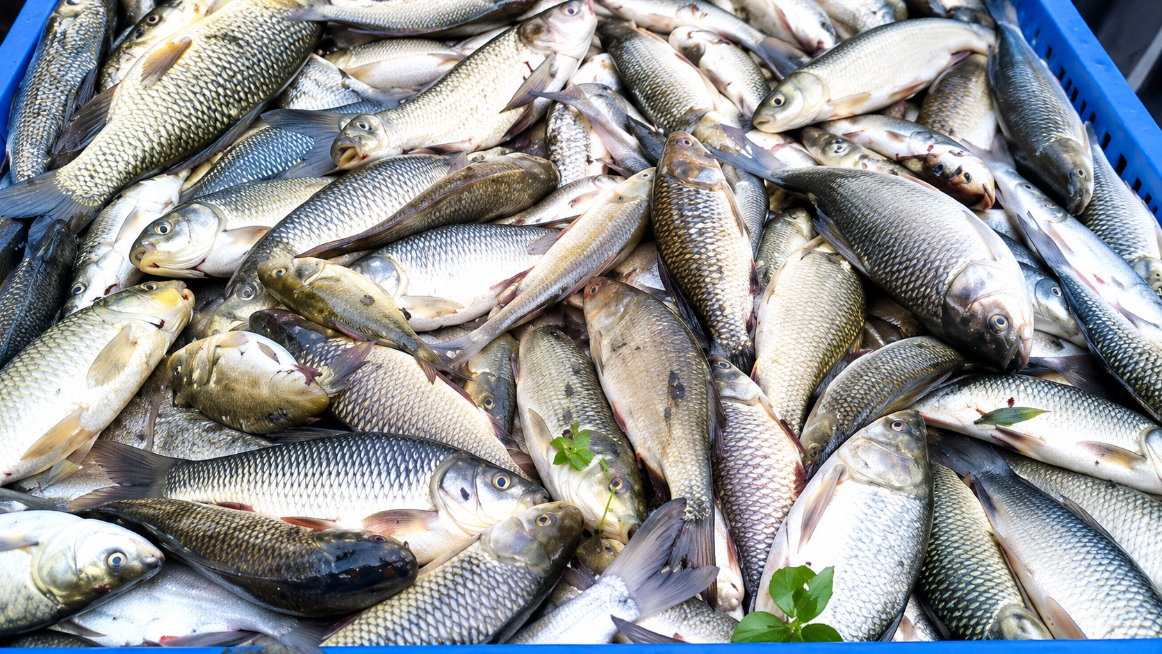 মাছ চাষে বিশ্বসেরা পাঁচে বাংলাদেশ
